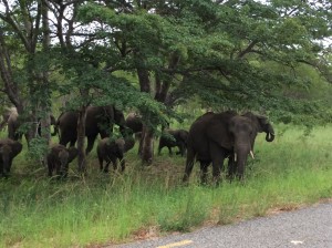 Elephant at Hwange