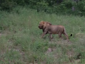 Lion at Hwange